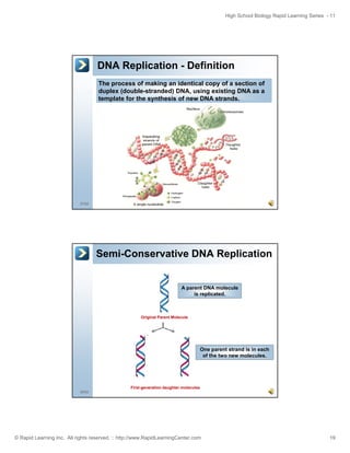 High School Biology Rapid Learning Series - 11

DNA Replication - Definition
The process of making an identical copy of a section of
duplex (double-stranded) DNA, using existing DNA as a
template for the synthesis of new DNA strands.

37/52

Semi-Conservative DNA Replication
A parent DNA molecule
is replicated
replicated.

Original Parent Molecule

One parent strand is in each
of the two new molecules.

First-generation daughter molecules
38/52

© Rapid Learning Inc. All rights reserved. :: http://www.RapidLearningCenter.com

19

 