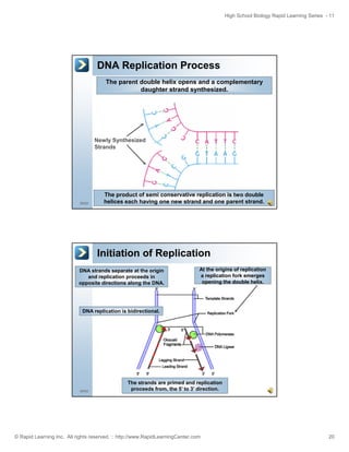 High School Biology Rapid Learning Series - 11

DNA Replication Process
The parent double helix opens and a complementary
daughter strand synthesized.

Newly Synthesized
Strands

39/52

The product of semi conservative replication is two double
helices each having one new strand and one parent strand.

Initiation of Replication
DNA strands separate at the origin
and replication proceeds in
opposite directions along the DNA.

At the origins of replication
a replication fork emerges
opening the double helix.

DNA replication is bidirectional.

40/52

The strands are primed and replication
proceeds from, the 5’ to 3’ direction.

© Rapid Learning Inc. All rights reserved. :: http://www.RapidLearningCenter.com

20

 