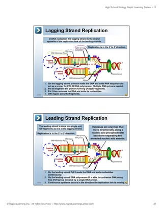 High School Biology Rapid Learning Series - 11

Lagging Strand Replication
In DNA replication the lagging strand is the strand
opposite of the replication fork of the leading strands.
Replication is in the 3’ to 5’ direction.

41/52

1. On the lagging strand primase reads the DNA and adds RNA sequences to
act as a primer for POL III DNA polymerase. Multiple RNA primers needed.
2. Pol III lengthens the primers forming Okazaki fragments.
3. Pol I then removes the RNA and adds its nucleotides.
4. DNA ligase joins the fragments.

Leading Strand Replication
The leading strand is done in a single unit
not fragments as it is in the lagging strand.
Replication is in the 5’ to 3’ direction.

42/52

Helicases are enzymes that
move directionally along a
nucleic acid phosphodiester
backbone separating two
annealed nucleic acid strands.

1. On the leading strand Pol II reads the DNA and adds nucleotides
continuously.
2. On the leading strand DNA polymerase III is able to synthesize DNA using
free 3’OH group donated by a single RNA primer.
3. Continuous synthesis occurs in the direction the replication fork is moving.

© Rapid Learning Inc. All rights reserved. :: http://www.RapidLearningCenter.com

21

 