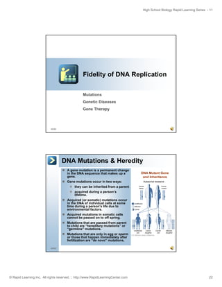 High School Biology Rapid Learning Series - 11

Fidelity of DNA Replication
Mutations
Genetic Diseases
Gene Therapy

43/52

DNA Mutations & Heredity
A gene mutation is a permanent change
in the DNA sequence that makes up a
gene.

DNA Mutant Gene
and Inheritance

Gene mutations occur in two ways:
they can be inherited from a parent
acquired during a person’s
lifetime.
Acquired (or somatic) mutations occur
in the DNA of individual cells at some
time during a person’s life due to
environmental factors.
Acquired mutations in somatic cells
cannot be passed on to off spring.
Mutations that are passed from parent
to child are “hereditary mutations” or
“germline” mutations.
Mutations that are only in egg or sperm
or those that happen immediately after
fertilization are “de novo” mutations.
44/52

© Rapid Learning Inc. All rights reserved. :: http://www.RapidLearningCenter.com

22

 