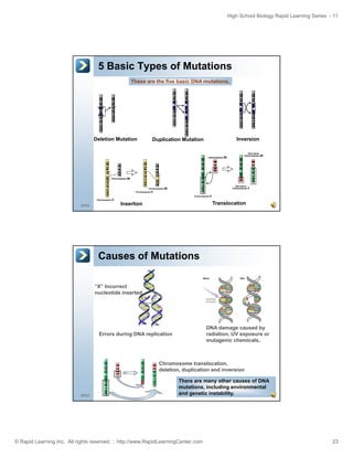 High School Biology Rapid Learning Series - 11

5 Basic Types of Mutations
These are the five basic DNA mutations.

Deletion Mutation

45/52

Duplication Mutation

Inversion

Translocation

Insertion

Causes of Mutations
“X” Incorrect
nucleotide inserted.
X

DNA damage caused by
radiation, UV exposure or
mutagenic chemicals.

Errors during DNA replication

Chromosome translocation,
deletion, duplication and inversion

46/52

There are many other causes of DNA
mutations, including environmental
and genetic instability.

© Rapid Learning Inc. All rights reserved. :: http://www.RapidLearningCenter.com

23

 
