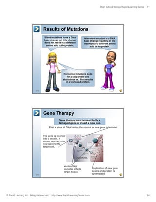 High School Biology Rapid Learning Series - 11

Results of Mutations
Silent mutations have a DNA
base change but this change
does not result in a different
amino acid in the protein.

Missense mutation is a DNA
base change resulting in the
insertion of a different amino
p
acid in the protein.

Nonsense mutations code
for a stop where one
should not be. This results
in a truncated protein.

47/52

Gene Therapy
Gene therapy may be used to fix a
damaged gene or insert a new one.
First a piece of DNA having the normal or new gene is isolated.

The gene is inserted
into a vector. A
vector can carry the
new gene to the
target cell.

Vector-DNA
complex infects
target tissue.
48/52

© Rapid Learning Inc. All rights reserved. :: http://www.RapidLearningCenter.com

Replication of new gene
begins and protein is
synthesized.

24

 