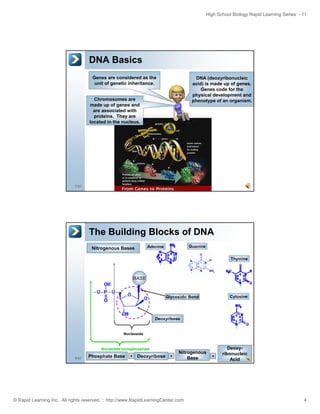 High School Biology Rapid Learning Series - 11

DNA Basics
Genes are considered as the
unit of genetic inheritance.

DNA (deoxyribonucleic
acid) is made up of genes.
Genes code for the
p y
physical development and
p
phenotype of an organism.

Chromosomes are
C
made up of genes and
are associated with
proteins. They are
located in the nucleus.

7/52

The Building Blocks of DNA
Nitrogenous Bases

Guanine

Adenine

Thymine

BASE

Cytosine

Glycosidic Bond

Deoxyribose

Nucleoside

Nucleotide monophosphate
8/52

Phosphate Base

+ Deoxyribose +

Nitrogenous
Base

© Rapid Learning Inc. All rights reserved. :: http://www.RapidLearningCenter.com

=

Deoxyribonucleic
Acid

4

 