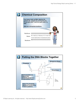 High School Biology Rapid Learning Series - 11

Chemical Composition
Four bases make up DNA: Adenine (A),
guanine (G), cytosine (C) and thymine (T).
A only pairs with T and G on pairs with C in
DNA.
DNA has a phosphate backbone.

Backbone
Bases

AT G C C T G AC T T T G T G
T AC G G AC T G AAACAC

Backbone

9/52

Putting the DNA Blocks Together
Nitrogenous Bases
Phosphate

5

Deoxyribose

3

DNA Nucleotides are
linked at their
phosphate groups in a
phosphodiester bond.

Notice the phosphate
bonds are formed at the
5’ and 3’ positions.
10/52

© Rapid Learning Inc. All rights reserved. :: http://www.RapidLearningCenter.com

5

 