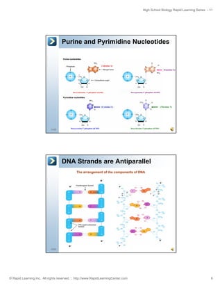 High School Biology Rapid Learning Series - 11

Purine and Pyrimidine Nucleotides

(Adenine A)
(Guanine G)

Deoxyadenosine 5'-phosphate (dAMP)

Deoxyguannine 5'-phosphate (dGMP)

(Cytosine C)

11/52

Deoxycytosine 5'-phosphate (dCMP)

(Thymine T)

Deoxythymine 5'-phosphate (dTMP)

DNA Strands are Antiparallel
The arrangement of the components of DNA

12/52

© Rapid Learning Inc. All rights reserved. :: http://www.RapidLearningCenter.com

6

 