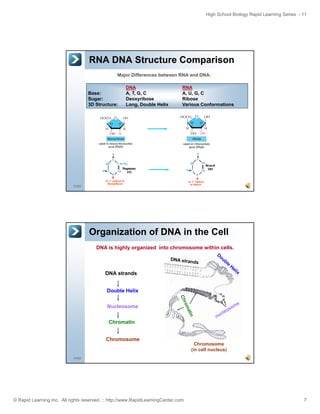 High School Biology Rapid Learning Series - 11

RNA DNA Structure Comparison
Major Differences between RNA and DNA:

Base:
Sugar:
S
3D Structure:

DNA
A, T, G, C
Deoxyribose
D
ib
Long, Double Helix

RNA
A, U, G, C
Ribose
Rib
Various Conformations

13/52

Organization of DNA in the Cell
DNA is highly organized into chromosome within cells.

DNA strands
Double Helix
Nucleosome
Chromatin
Chromosome

Chromosome
(in cell nucleus)

14/52

© Rapid Learning Inc. All rights reserved. :: http://www.RapidLearningCenter.com

7

 