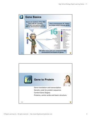 High School Biology Rapid Learning Series - 11

Gene Basics
Genes are sections of the DNA
that code for a protein.
There are many genes within a
DNA or chromosome molecule.

15/52

This is chromosome 16. Notice
the stripes which indicate genes.

90 million base pairs are contained in this
chromosome and dozens of genes.

Gene to Protein
Gene translation and transcription.
Genetic code for protein sequence.
sequence
Central Gene Dogma
Proteins, amino acids and basic structure.

16/52

© Rapid Learning Inc. All rights reserved. :: http://www.RapidLearningCenter.com

8

 