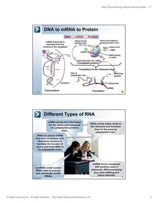 High School Biology Rapid Learning Series - 11

DNA to mRNA to Protein
DNA → mRNA → Protein
mRNA transcript is
exported from the
nucleus to the cytoplasm

Amino acid added to
growing protein chain.

Newly formed
peptide chain

Amino acid
tRNA
mRNA
ribosome

tRNA binding
to codon

Completed protein
Translation at the ribosome level
Start of
polypeptide chain

Maturing
protein

Cytoplasm

17/52

ribosomes
mRNA

Transcription

Translation

Different Types of RNA
mRNA carries the information
for the amino acid sequence
of a polypeptide (protein)
chain.

tRNA carries amino acids to
the ribosome and transfers
them to the growing
polypeptide chain.

rRNA are pieces of RNA
that form complexes with
ribosomes (protein) to
facilitate the transfer of
amino acid from tRNA to
the polypeptide chain.

snoRNAs small nuclear
RNAs used to process
and chemically modify
rRNAs.
18/52

© Rapid Learning Inc. All rights reserved. :: http://www.RapidLearningCenter.com

snRNA forms complexes
with proteins used in
eukaryotic RNA processing
(e.g. exon splicing and
intron removal).

9

 