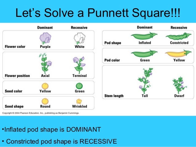 what is the dominant shape of a pea pod