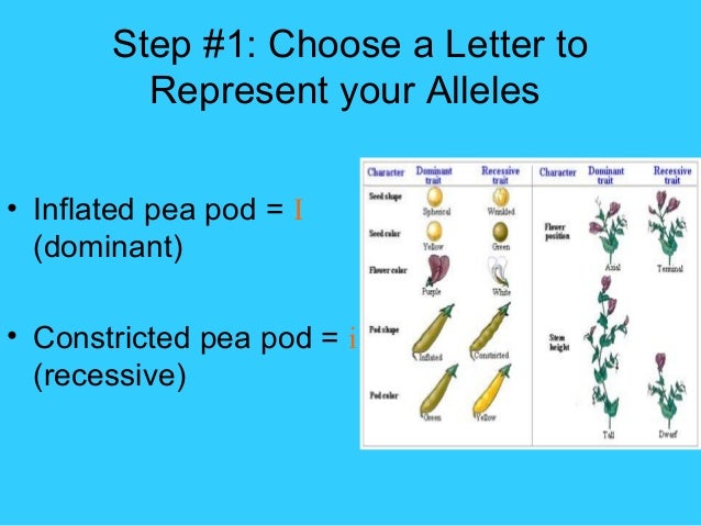 what is the dominant shape of a pea pod
