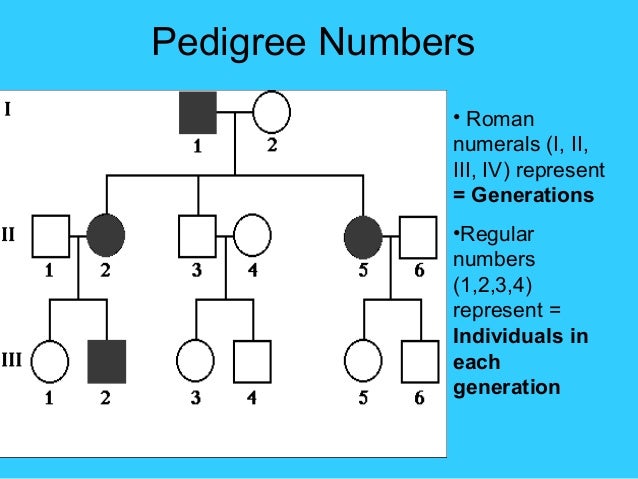 Genetics Ottolini Biology