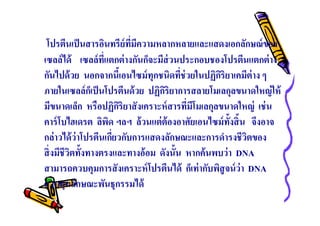 โปรตีนเป็ นสารอินทรีย์ทมีความหลากหลายและแสดงเอกลักษณ์ ของ
ี
เซลล์ได้ เซลล์ทแตกต่ างกันก็จะมีส่วนประกอบชองโปรตีนแตกต่ าง
ี
กันไปด้ วย นอกจากนีเอนไซม์ ทุกชนิดทีช่ วยในปฏิกริยาเคมีต่าง ๆ
ิ
ภายในเซลล์กเ็ ป็ นโปรตีนด้ วย ปฏิกริยาการสลายโมเลกุลขนาดใหญ่ ให้
ิ
มีขนาดเล็ก หรือปฏิกริยาสั งเคราะห์ สารทีมีโมเลกุลขนาดใหญ่ เช่ น
ิ
คาร์ โบไฮเดรต ลิพด ฯลฯ ล้วนแต่ ต้องอาศัยเอนไซม์ ทงสิ น จึงอาจ
ิ
ั
กล่าวได้ ว่าโปรตีนเกียวกับการแสดงลักษณะและการดํารงชีวตของ
ิ
สิ งมีชีวตทังทางตรงและทางอ้อม ดังนัน หากค้นพบว่ า DNA
ิ
สามารถควบคุมการสังเคราะห์ โปรตีนได้ ก็เท่ ากับพิสูจน์ ว่า DNA
ควบคุมลักษณะพันธุกรรมได้

 