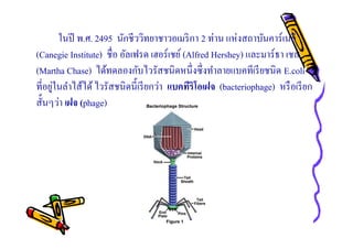ในปี พ.ศ. 2495 นักชีววิทยาชาวอเมริ กา 2 ท่าน แห่งสถาบันคาร์เนกี
(Canegie Institute) ชือ อัลเฟรด เฮอร์ เชย์ (Alfred Hershey) และมาร์ธา เชส
(Martha Chase) ได้ทดลองกับไวรัสชนิดหนึงซึ งทําลายแบคทีเรี ยชนิด E.coli
ทีอยูในลําไส้ได้ ไวรัสชนิดนีเรี ยกว่า แบคทีริโอเฝจ (bacteriophage) หรื อเรี ยก
่
สันๆว่า เฝจ (phage)

 