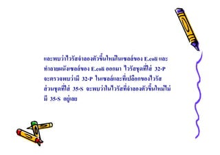 และพบว่ าไวรัสจําลองตัวขึนใหม่ ในเซลล์ ของ E.coli และ
ทําลายผนังเซลล์ ของ E.coli ออกมา ไวรัสชุ ดทีใส่ 32-P
จะตรวจพบว่ ามี 32-P ในเซลล์ และทีเปลือกของไวรัส
ส่ วนชุ ดทีใส่ 35-S จะพบว่ าในไวรัสทีจําลองตัวขึนใหม่ ไม่
มี 35-S อยู่เลย

 