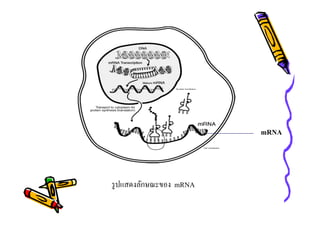 mRNA

รู ปแสดงลักษณะของ mRNA

 