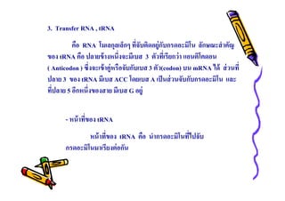 3. Transfer RNA , tRNA
คือ RNA โมเลกุลเล็กๆ ทีจับติดอยู่กบกรดอะมิโน ลักษณะสําคัญ
ั
ของ tRNA คือ ปลายข้ างหนึงจะมีเบส 3 ตัวทีเรียกว่ า แอนติโคดอน
( Anticodon ) ซึงจะเข้ าคู่หรือจับกับเบส 3 ตัว(codon) บน mRNA ได้ ส่ วนที
ปลาย 3 ของ tRNA มีเบส ACC โดยเบส A เป็ นส่ วนจับกับกรดอะมิโน และ
ทีปลาย 5 อีกหนึงของสาย มีเบส G อยู่
- หน้ าทีของ tRNA
หน้ าทีของ tRNA คือ นํากรดอะมิโนทีไปจับ
กรดอะมิโนมาเรียงต่ อกัน

 