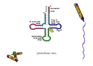 รู ปแสดงลักษณะ tRNA

 