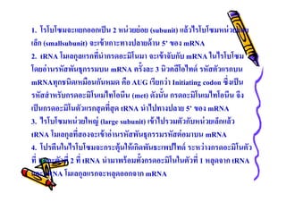 1. โรโบโซมจะแยกออกเป็ น 2 หน่ วยย่ อย (subunit) แล้วไรโบโซมหน่ วยย่อย
เล็ก (smallsubunit) จะเข้ าเกาะทางปลายด้ าน 5’ ของ mRNA
2. tRNA โมเลกุลแรกทีนํากรดอะมิโนมา จะเข้ าจับกับ mRNA ในไรโบโซม
โดยอ่ านรหัสพันธุกรรมบน mRNA ครังละ 3 นิวคลีโอไทด์ รหัสตัวแรกบน
mRNAทุกชนิดเหมือนกันหมด คือ AUG เรียกว่ า Initiating codon ซึงเป็ น
รหัสสํ าหรับกรดอะมิโนเมไทโอนีน (met) ดังนัน กรดอะมิโนเมไทโอนีน จึง
เป็ นกรดอะมิโนตัวแรกสุ ดทีสุ ด tRNA นําไปทางปลาย 5’ ของ mRNA
3. ไรโบโซมหน่ วยใหญ่ (large subunit) เข้ าไปรวมตัวกับหน่ วยเล็กแล้ว
tRNA โมเลกุลทีสองจะเข้ าอ่ านรหัสพันธุกรรมรหัสต่ อมาบน mRNA
4. โปรตีนในไรโบโซมจะกระตุ้นให้ เกิดพันธะเพปไทด์ ระหว่างกรดอะมิโนตัว
ที 1 และตัวที 2 ที tRNA นํามาพร้ อมทังกรดอะมิโนในตัวที 1 หลุดจาก tRNA
และ tRNA โมเลกุลแรกจะหลุดออกจาก mRNA

 