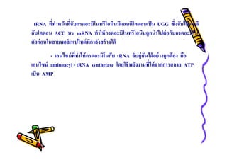 tRNA ทีทําหน้ าทีจับกรดอะมิโนทรีโอนีนมีแอนติโคดอนเป็ น UGG ซึงจับได้ พอดี
กับโคดอน ACC บน mRNA ทําให้ กรดอะมิโนทรีโอนีนถูกนําไปต่ อกับกรดอะมิโน
ตัวก่ อนในสายพอลิเพปไทด์ ทกําลังสร้ างได้
ี
- เอนไซม์ ททําให้ กรดอะมิโนกับ tRNA จับคู่กนได้ อย่ างถูกต้ อง คือ
ี
ั
เอนไซม์ aminoacyl - tRNA synthetase โดยใช้ พลังงานทีได้ จากการสลาย ATP
เป็ น AMP

 