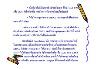 * เมือเลือนไปถึงโคดอนซึงเป็ นรหัสหยุด ได้ แก่ UAA UAG
หรือ UGA ตัวใดตัวหนึง การสังเคราะห์ สายพอลิเพปไทด์ จะยุติ
* ไรโบโซมหลุดออกจาก mRNA และสายพอลิเปไทด์ หลุด
ออกจากไรโบโซม
- mRNA สายหนึง มีกมีหลายไรโบโซมมาเกาะ มองเห็นไรโบโซม
เรียงเป็ นแถวหรือเรียงเป็ นวง เรียกว่ า พอลิโซฒ (polysome) ด้ วยวิธีนี ทําให้
เซลล์ สามารถสังเคราะห์ โปรตีนขึนได้อย่ างรวดเร็ว
การแปลรหัส (translation) คือ การสังเคราะห์ สายพอลิเพปไทด์
โดยการนํากรดอะมิโนมาต่ อกันตามลําดับทีกําหนดโดยลําดับของโคดอนบน
mRNA ในทิศทางจากปลาย 5' ไปปลาย 3' เริมต้ นโดย เกิดการรวมตัว
ระหว่ างไรโบโซฒหน่ วยย่ อยเล็ก กับโคดอนเริมต้ น คือ AUG ของ mRNA
และ tRNA ตะวแรกทีนําเมไทโอนีนเข้ ามา จากนันไรโบโซมหน่ วยย่ อยใหญ่
เข้ ามาเกาะเกิดเป็ น ribosome/mRNA complex ทีาโคดอนตัวต่ อไปเปิ ดออก

 