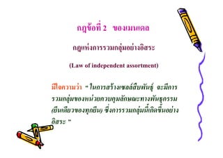 กฎข้ อที 2 ของเมนเดล
กฎแห่ งการรวมกลุ่มอย่ างอิสระ
(Law of independent assortment)
มีใจความว่ า “ ในการสร้ างเซลล์ สืบพันธุ์ จะมีการ
รวมกลุ่มของหน่ วยควบคุมลักษณะทางพันธุกรรม
(ยีนเดียวของทุกยีน) ซึงการรวมกลุ่มนีเกิดขึนอย่ าง
อิสระ ”

 