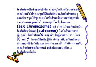 • โครโมโซมเป็ นทีอยู่ของดีเอ็นเอและอยู่ในนิวเคลียสของเซล
เซลล์ โดยทัวไปของมนุษย์ มีโครโมโซม 46 โครโมโซม แบ่ ง
ออกเป็ น 2 ชุด ได้ ชุดละ 23 โครโมโซม คือมาจากพ่อชุดหนึง
และมาจากแม่ ชุดหนึง ในแต่ ละชุดมีโครโมโซมเพศ
(sex chromosome) อยู่ 1 โครโมโซม ทีเหลือเป็ น
โครโมโซมร่ างกาย (autosome) โครโมโซมเพศของ
ผู้หญิงเป็ นโครโมโซม X ทังคู่ ส่ วนในผู้ชายจะมีโครโมโซม
X และ Y ในเซลล์ สืบพันธุ์มีโครโมโซมเพียงครึงหนึงของ
จํานวนปกติ คือมีเพียง 23 โครโมโซมเท่ านัน เมือมีการผสมกับ
เซลล์ สืบพันธุ์จากอีกเพศหนึงแล้ วก็จะกลับมาเป็ น 46
โครโมโซมเท่ าเดิม

 