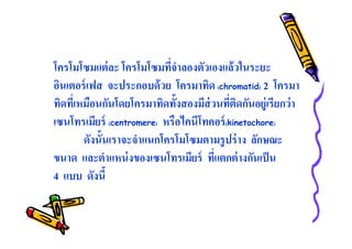 โครโมโซมแต่ ละ โครโมโซมทีจําลองตัวเองแล้วในระยะ
อินเตอร์ เฟส จะประกอบด้ วย โครมาทิด (chromatid) 2 โครมา
ทิดทีเหมือนกันโดยโครมาทิดทังสองมีส่วนทีติดกันอยู่เรียกว่ า
เซนโทรเมียร์ (centromere) หรือไคนีโทคอร์ (kinetochore)
ดังนันเราจะจําแนกโครโมโซมตามรู ปร่ าง ลักษณะ
ขนาด และตําแหน่ งของเซนโทรเมียร์ ทีแตกต่ างกันเป็ น
4 แบบ ดังนี

 