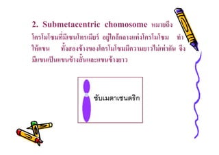 2. Submetacentric chomosome หมายถึง
โครโมโซมทีมีเซนโทรเมียร์ อยู่ใกล้กลางแท่ งโครโมโซม ทํา
ให้ แขน ทังสองข้ างของโครโมโซมมีความยาวไม่ เท่ ากัน จึง
มีแขนเป็ นแขนข้ างสั นและแขนข้ างยาว

 