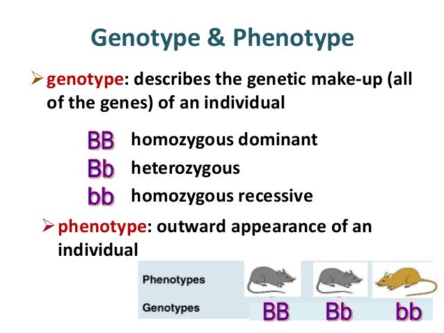 Genotype And Phenotype Chart