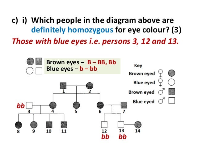 Eye Colour Dominance Chart
