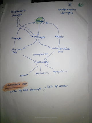 By Muhammad Ramzan Ul Rehman 24 
 