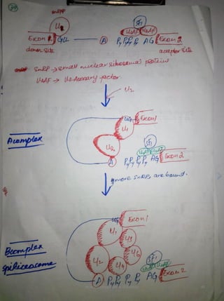By Muhammad Ramzan Ul Rehman 40 
 