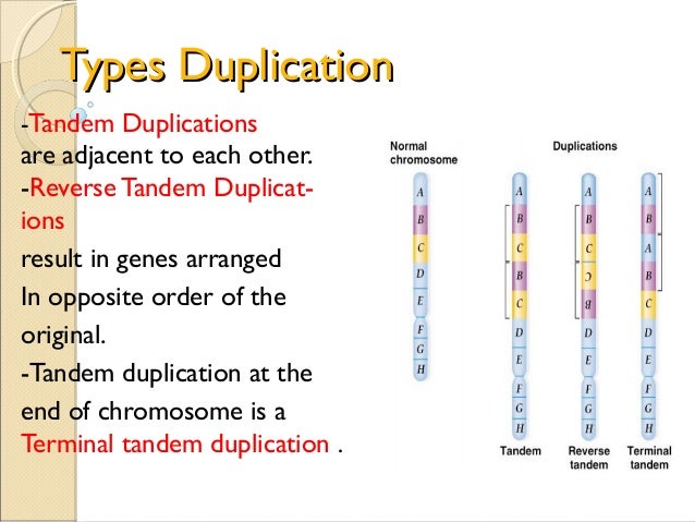 Dating gene duplications