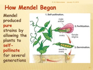 January 15, 2015R. M. Mahindrakar
20
How Mendel Began
Mendel
produced
pure
strains by
allowing the
plants to
self-
pollinate
for several
generations
 