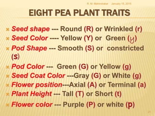 EIGHT PEA PLANT TRAITS
 Seed shape --- Round (R) or Wrinkled (r)
 Seed Color ---- Yellow (Y) or Green (y)
 Pod Shape --- Smooth (S) or constricted
(s)
 Pod Color --- Green (G) or Yellow (g)
 Seed Coat Color ---Gray (G) or White (g)
 Flower position---Axial (A) or Terminal (a)
 Plant Height --- Tall (T) or Short (t)
 Flower color --- Purple (P) or white (p)
January 15, 2015R. M. Mahindrakar
21
 