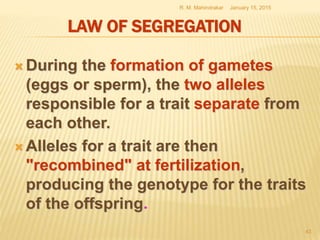 LAW OF SEGREGATION
 During the formation of gametes
(eggs or sperm), the two alleles
responsible for a trait separate from
each other.
 Alleles for a trait are then
"recombined" at fertilization,
producing the genotype for the traits
of the offspring.
January 15, 2015R. M. Mahindrakar
43
 