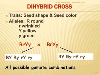 DIHYBRID CROSS
 Traits: Seed shape & Seed color
 Alleles: R round
r wrinkled
Y yellow
y green

January 15, 2015R. M. Mahindrakar
49
RrYy x RrYy
RY Ry rY ry RY Ry rY ry
All possible gamete combinations
 