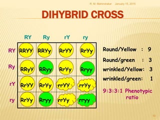 DIHYBRID CROSS
January 15, 2015R. M. Mahindrakar
50
RY Ry rY ry
RY
Ry
rY
ry
RRYY RRYy RrYY RrYy
RRyY RRyy RrYy Rryy
rrYyrrYYRrYyRrYY
RrYy Rryy rrYy rryy
Round/Yellow : 9
Round/green : 3
wrinkled/Yellow: 3
wrinkled/green: 1
9:3:3:1 Phenotypic
ratio
 