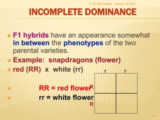INCOMPLETE DOMINANCE
 F1 hybrids have an appearance somewhat
in between the phenotypes of the two
parental varieties.
 Example: snapdragons (flower)
 red (RR) x white (rr)
 RR = red flower
 rr = white flower
January 15, 2015R. M. Mahindrakar
54
R
R
r r
 