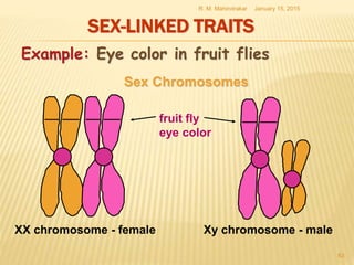 SEX-LINKED TRAITS
January 15, 2015R. M. Mahindrakar
63
Sex Chromosomes
XX chromosome - female Xy chromosome - male
fruit fly
eye color
Example: Eye color in fruit flies
 