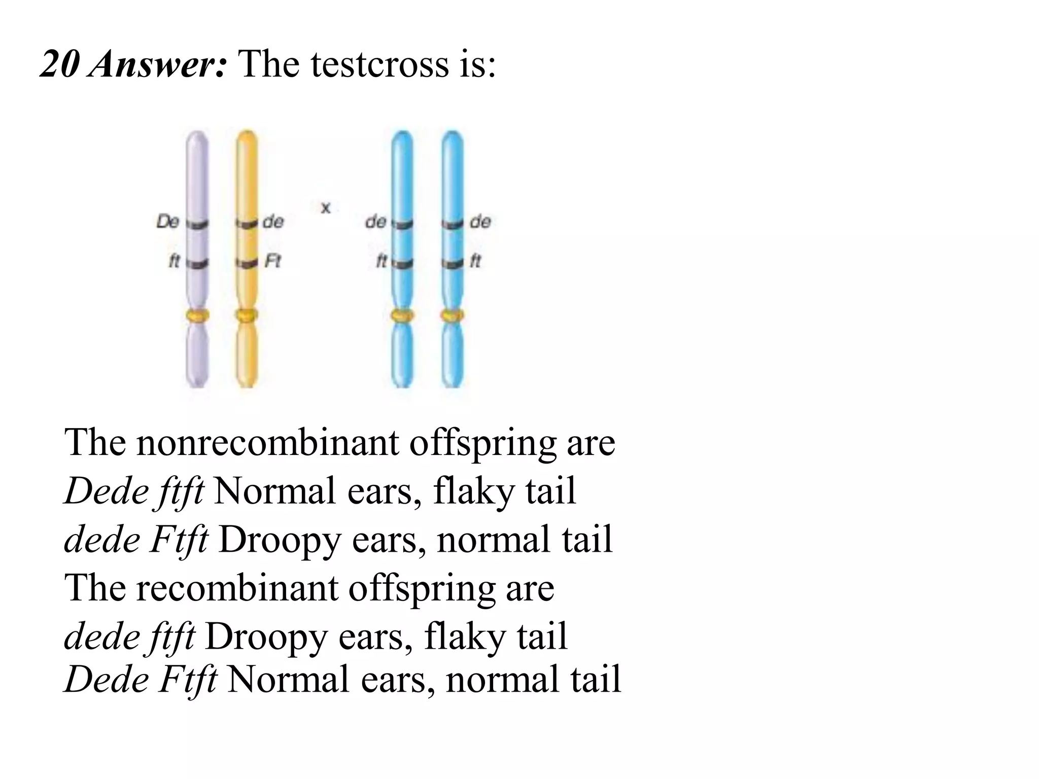 20 Answer: The testcross is:
The nonrecombinant offspring are
Dede ftft Normal ears, flaky tail
dede Ftft Droopy ears, normal tail
The recombinant offspring are
dede ftft Droopy ears, flaky tail
Dede Ftft Normal ears, normal tail
 