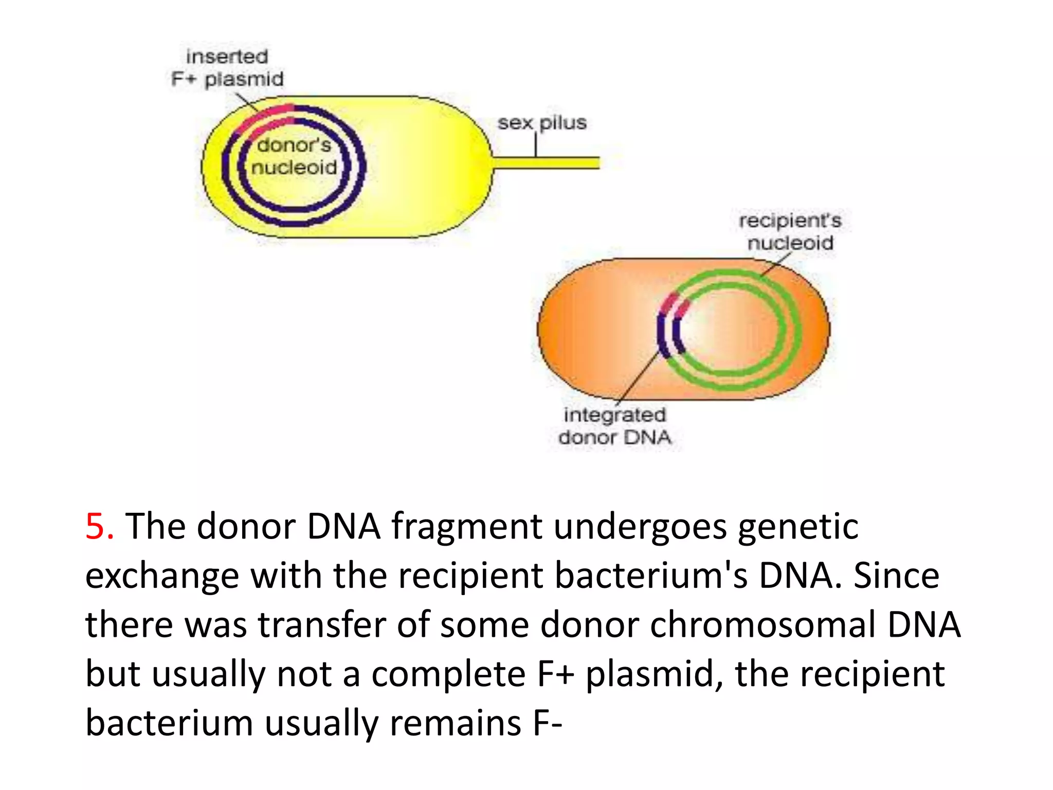 BACTERIAL RECOMBINATION, PLASMIDS AND EPISOMES | PPTX