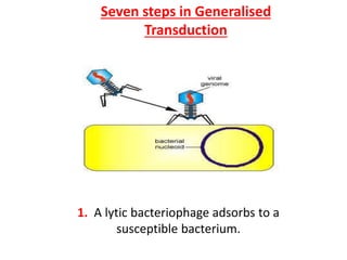 Seven steps in Generalised
Transduction
1. A lytic bacteriophage adsorbs to a
susceptible bacterium.
 