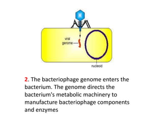 2. The bacteriophage genome enters the
bacterium. The genome directs the
bacterium's metabolic machinery to
manufacture bacteriophage components
and enzymes
 