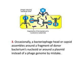 3. Occasionally, a bacteriophage head or capsid
assembles around a fragment of donor
bacterium's nucleoid or around a plasmid
instead of a phage genome by mistake.
 