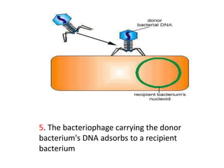5. The bacteriophage carrying the donor
bacterium's DNA adsorbs to a recipient
bacterium
 