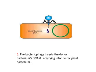 6. The bacteriophage inserts the donor
bacterium's DNA it is carrying into the recipient
bacterium .
 