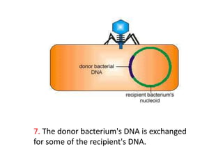 7. The donor bacterium's DNA is exchanged
for some of the recipient's DNA.
 