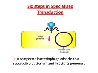 Six steps in Specialised
Transduction
1. A temperate bacteriophage adsorbs to a
susceptible bacterium and injects its genome .
 