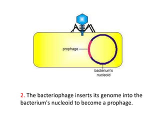2. The bacteriophage inserts its genome into the
bacterium's nucleoid to become a prophage.
 